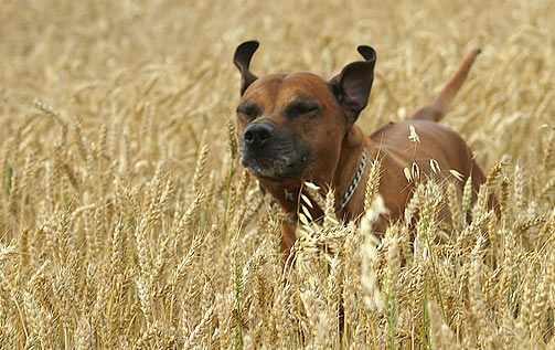 08-07-ridgeback-v-obili-17.jpg 08-07-ridgeback-v-obili-17.jpg