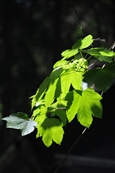 maple.jpg maple.jpg